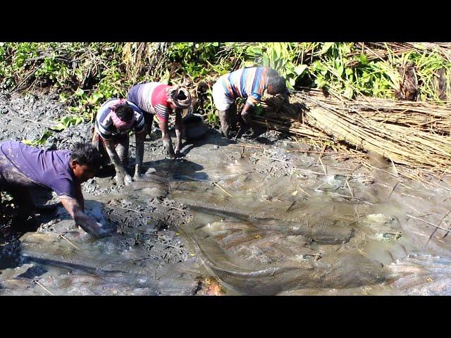 Catfish Catching in Mud Water By Hand– Best Hand Fishing Videos In Mud Water Part – 3