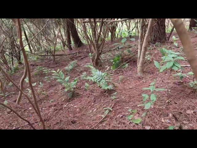 For the first time this year  Lao Luo went to find the black fir fungus and saw how much he got? Xi