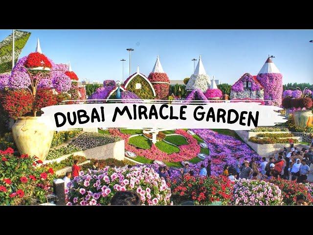 Dubai Miracle Garden 2023 |  Guinness World Records Winner