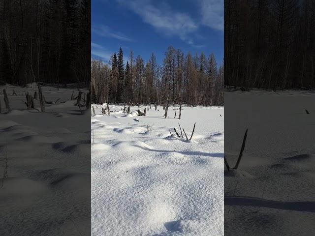 I'm going to check the wild boar's nests. Иду проверить гнездо кабанов.