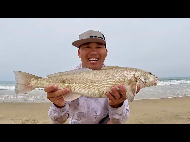 Sight Fishing BIG Corbina [SoCal Surf Fishing]