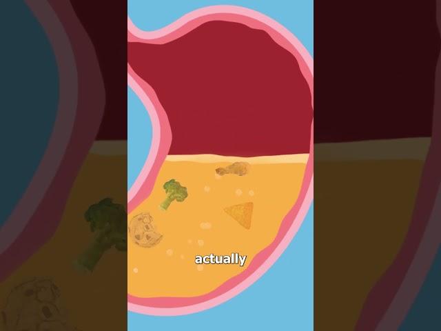 Why Your Stomach Growls 
