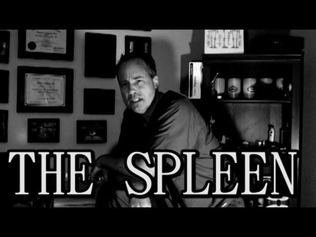 What Does The Spleen Do? (Common Sense Medicine)