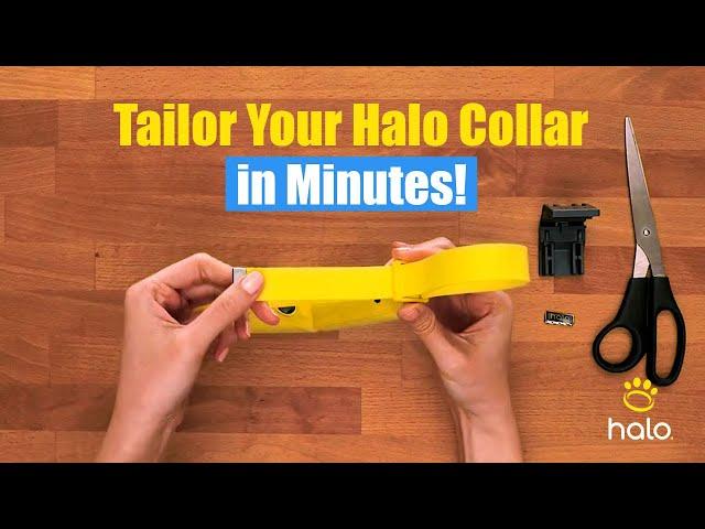 How To Perfectly Fit Your Halo Collar 4 Like A PRO!