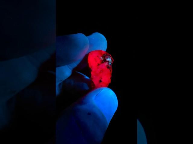 Finding Rubies at night using a UV flashlight with @beawildthing7360 #rubies #ruby #rockhounding