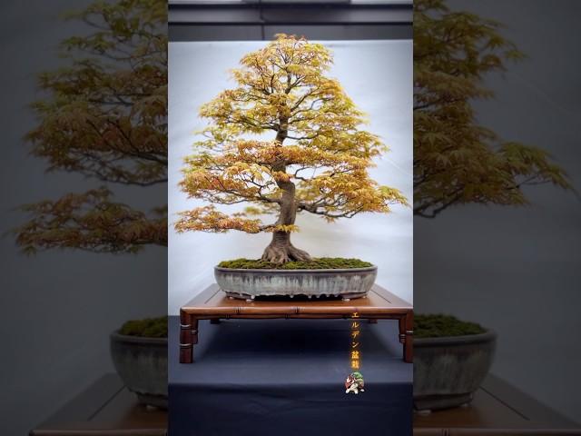 Katsura Japanese Maple #bonsai #bonsaitree #bonsaishow #bonsailife #bonsailove #tree