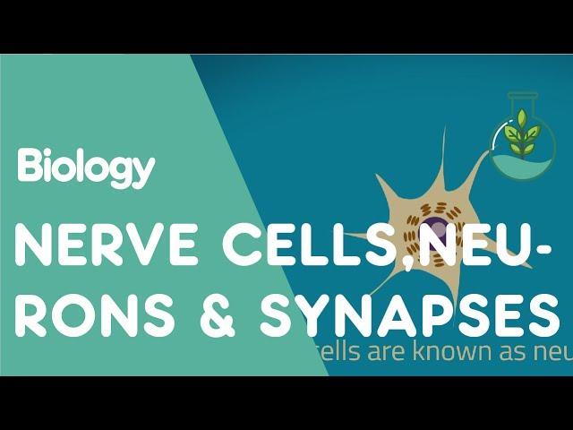 What are Nerve Cells, Neurons & Synapses? | Physiology | Biology | FuseSchool