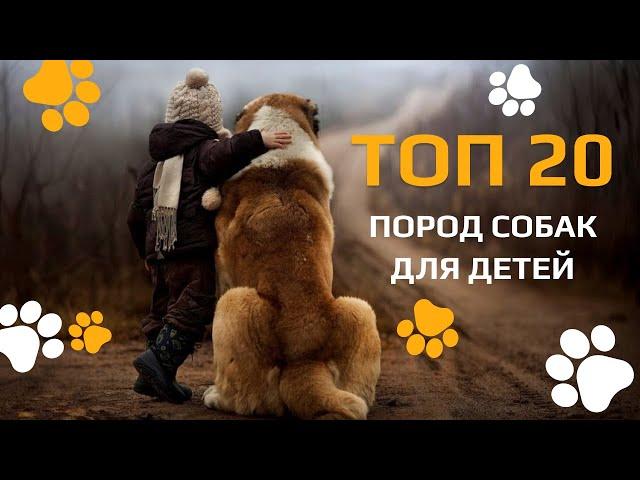 Топ-20 пород собак для детей