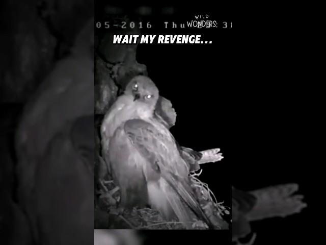 Peregrine Falcon vs Owl! 