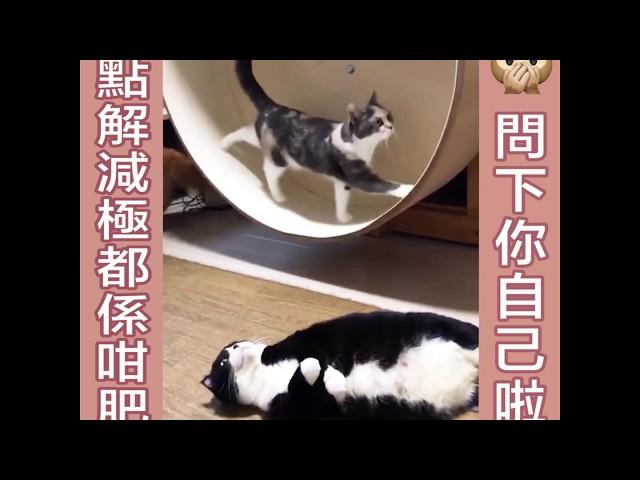 點解減極都係咁肥？ 問下自己啦！
