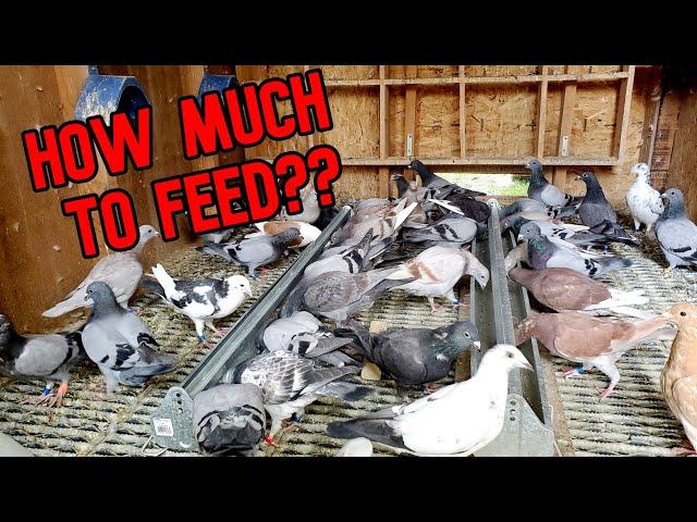 Feeding Pigeons: How Much And How Often