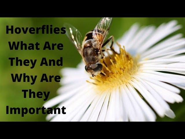 Hoverflies What Are They And Why Are They Important