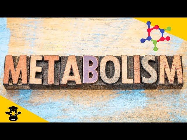 What is metabolism in biology?