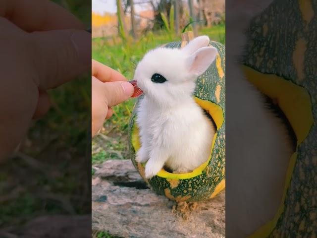beautiful baby rabbit ever - #rabbit #rabbits #babyrabbit #shorts #short #cuterabbit #beautiful