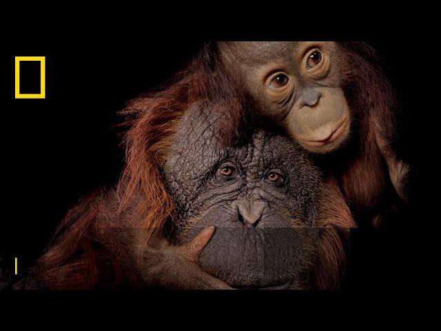 Save Together | Endangered Species Day | National Geographic UK