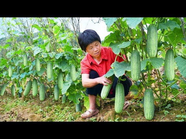 Vegetable melon green strip hanging  make salted melon stew field snail delicious explosive juice