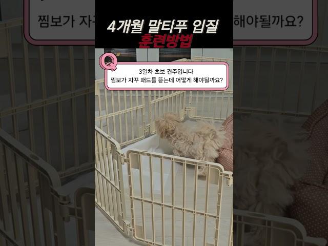 4개월 말티푸 입질 훈련 방법은?