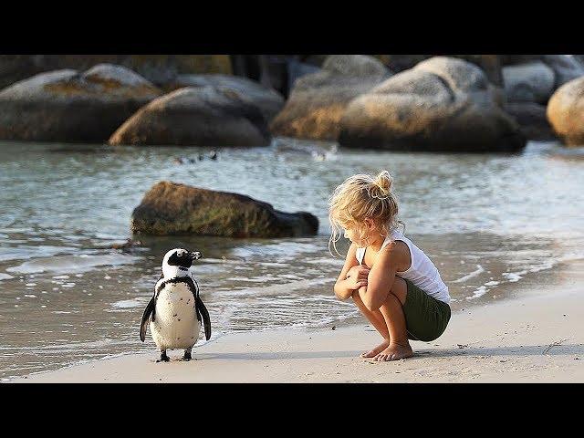 Walk and Talk with Penguins in South Africa!