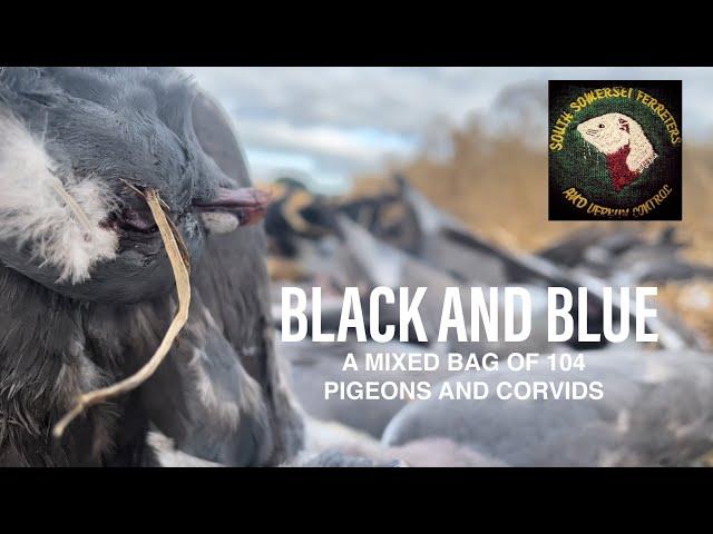 Wood pigeon and corvid shooting over wheat stubble -standing barley