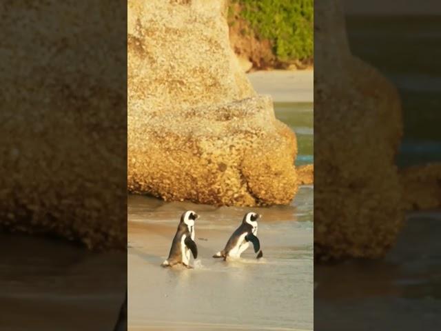 unstoppable || cute penguins