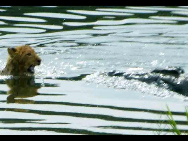 Lioness Reacts To A Crocodile Taking Her Cub - Latest Sightings