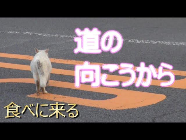 ボロ　思うより猫の行動範囲は広いのね。