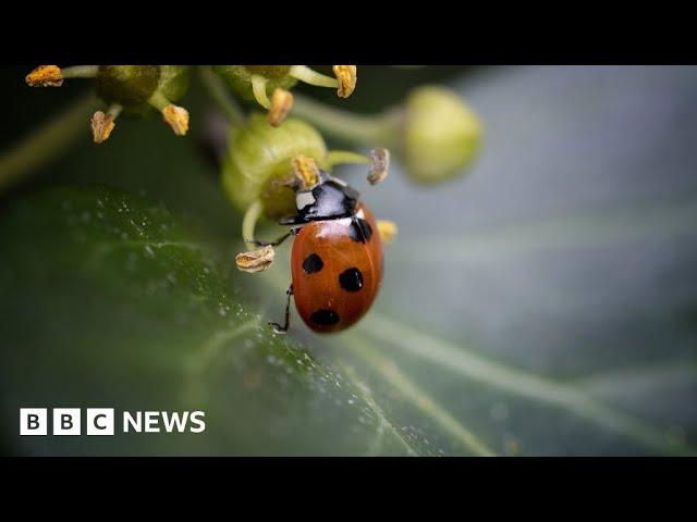 UN biodiversity summit COP15 reaches ‘historic’ deal to protect nature – BBC News