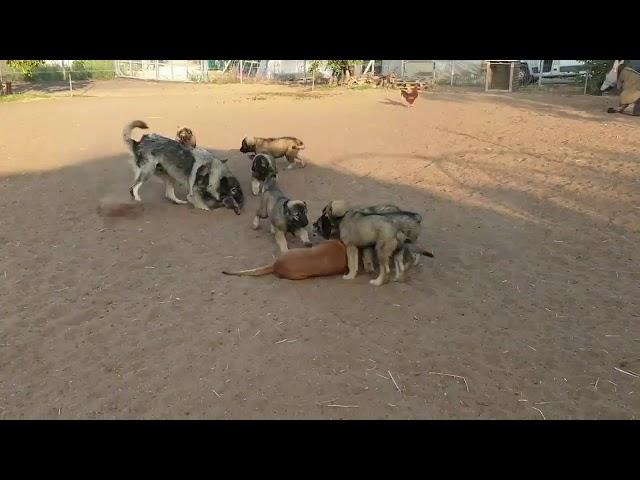 1 boxer vs 8 illyrian shepherd puppies