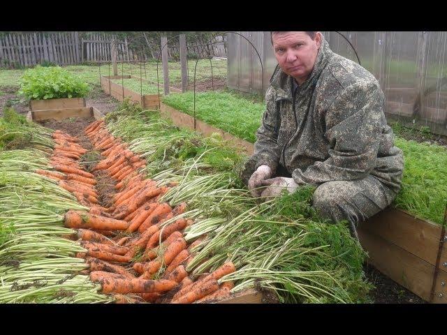 Как вырастить урожайную морковь на высоких грядках