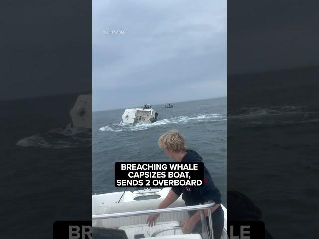 Breaching whale capsizes boat, sends 2 overboard off coast of New Hampshire