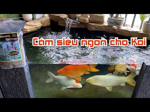 Cám siêu bổ dưỡng cho cá koi |  Growth D3 vs Hikari số 1 Nhật Bản