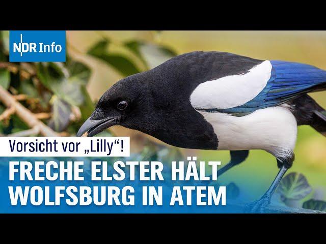 Elster terrorisiert Wolfsburg: Droht Krawall-Vogel der Abschuss? | NDR Info