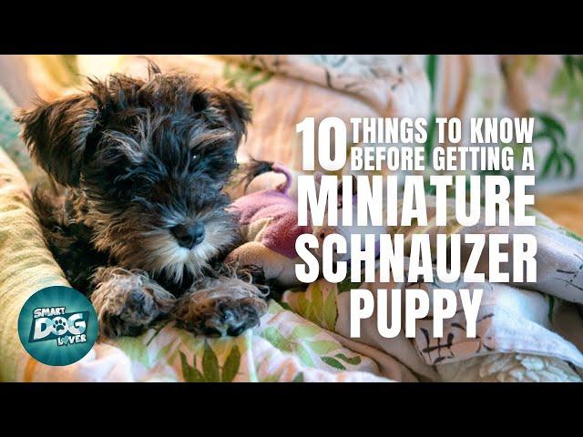 Miniature Schnauzer Puppies | Things to Know about Before Getting A Miniature Schnauzer Puppy