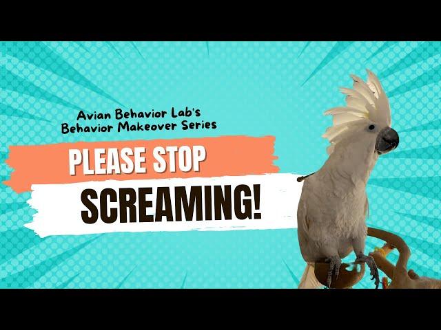 How to Stop a Parrot Screaming (Cockatoo screams when you leave the room)