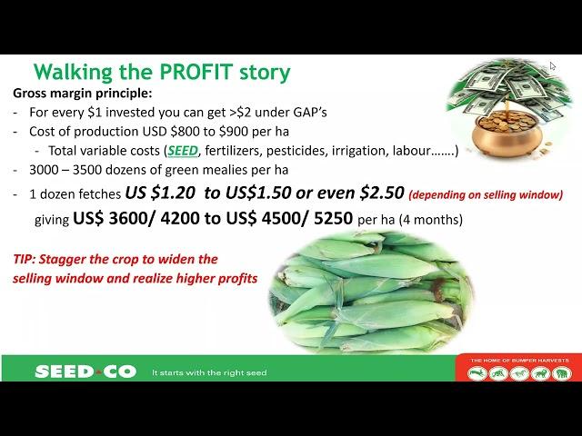 Maximizing Profits with Green Mealies Production