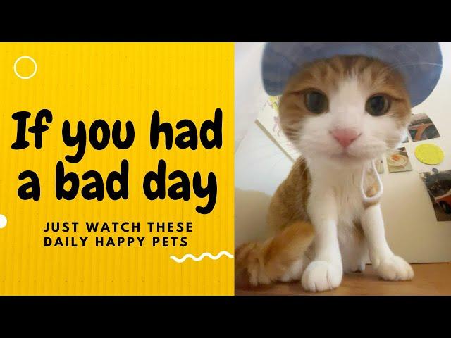 If you had a bad day, just watch these daily happy pets | Day 68