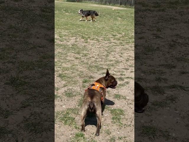 #americanbully #germanshepherd #pet #frenchie #dog #subscribe #like #shorts #youtube #puppy #k9 #yt