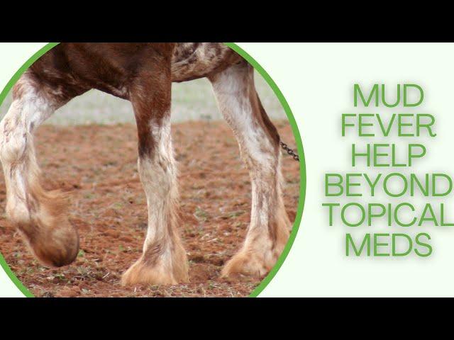 Helping Mud Fever Beyond Topical Medications