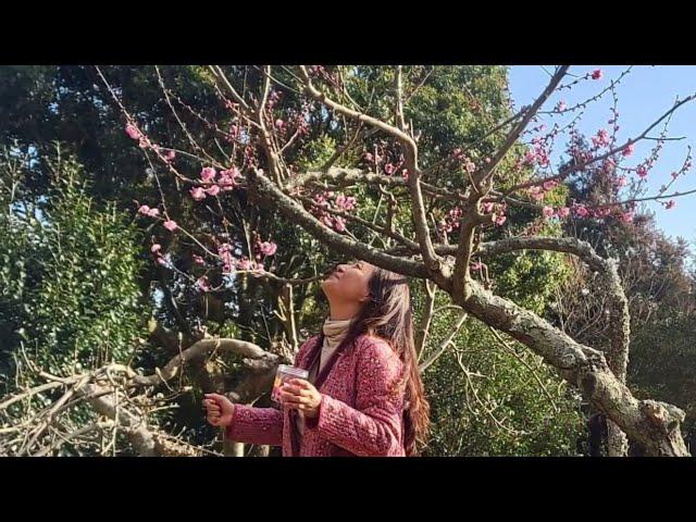 Tanvi Gallery 딴비 갤러리. 매화의 향기에 취해 눈물나는 매화차. 성하림 ‘매화’ 오정엽의 미술이야기 (문의 010 8497 4862)
