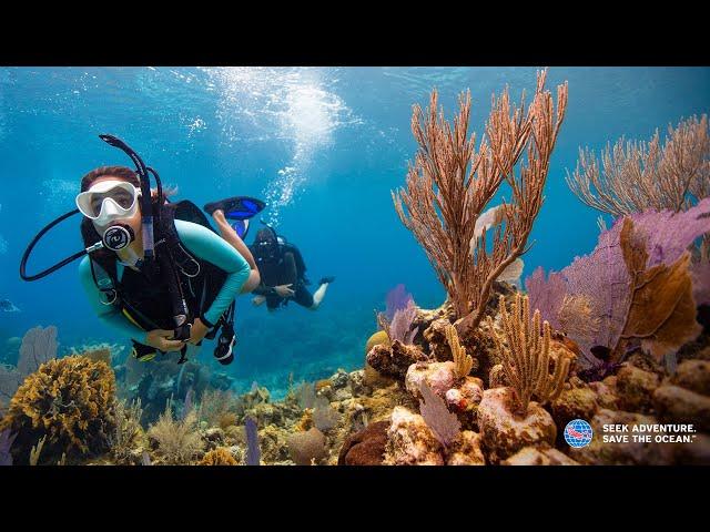 Learn to Scuba Dive - PADI Open Water Diver Course