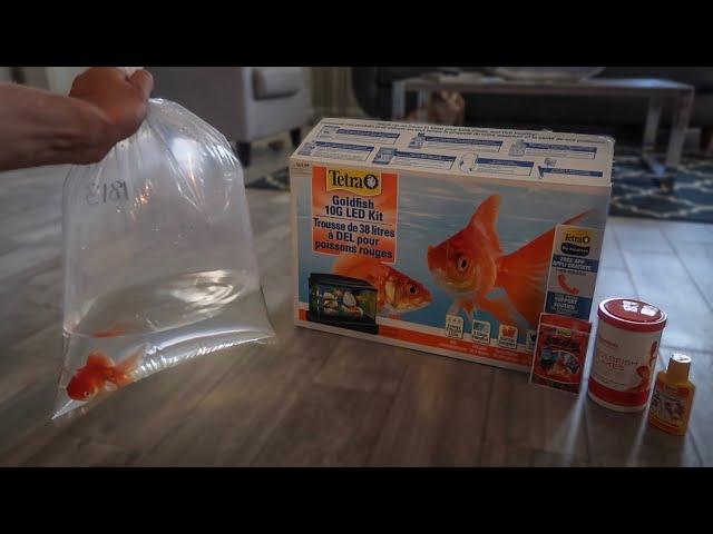 GOLDFISH *ONLY* AQUARIUM SETUP!!