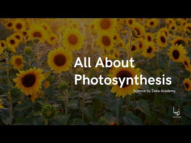 All About Photosynthesis | Science by Zeba Academy