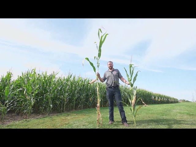 Towering cornstalks in Iowa could soon be replaced by newly developed 'short corn'