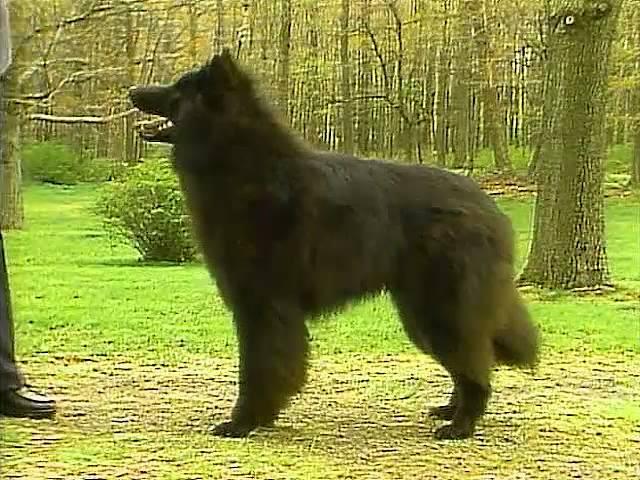 Belgian Sheepdog - AKC Dog Breed Series