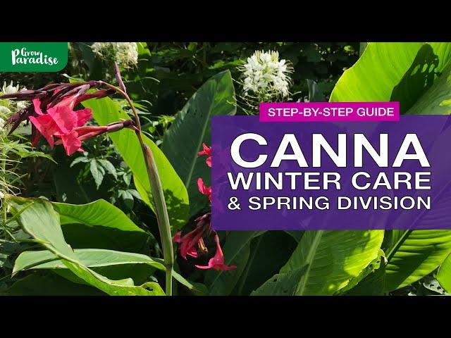 Canna winter storage & spring division | Step-by-step guide