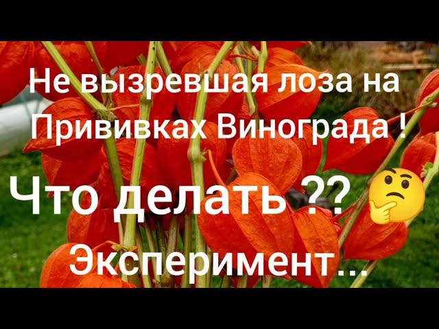 Не вызрела лоза на прививках винограда .Что делать? Эксперимент.