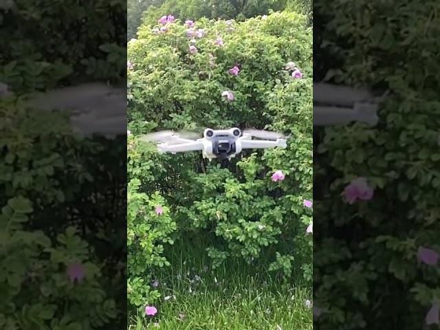 DJI Mini 3 Pro#shorts#djimini3