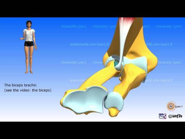 Pronation-supination. The muscles