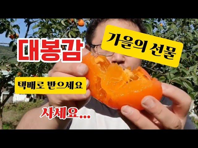 ""가을의 선물, 대봉감! 택배로 바로 받아보세요 "주문문의 010 5013 3853