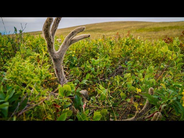 | Archery Muley Buck Hunt | 2021| Buck Down!!!!